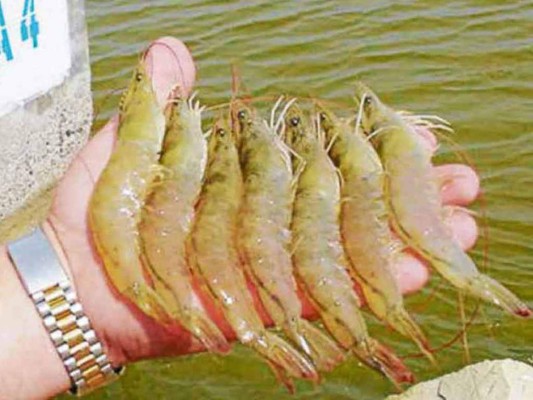 Venta de camarón aumenta en 4.8 millones de libras