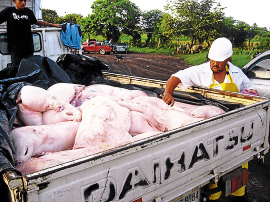 Olancho pretende exportar carne hacia Egipto y Bélgica