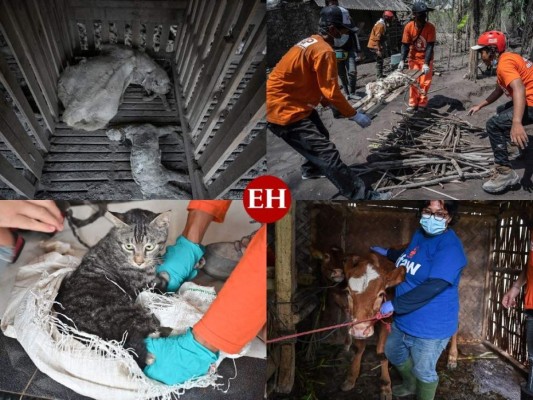 Rescatan a animales 'olvidados' tras erupción volcánica en Indonesia