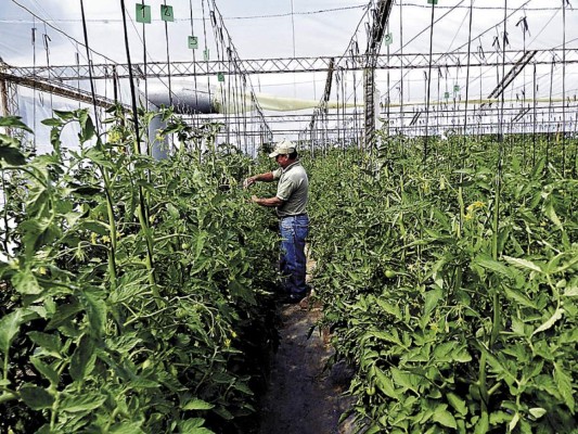 Honduras investiga variedades de tomate