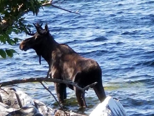 Alce asediado por gente se ahoga en un lago de Vermont