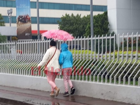 Lluvias provocan caída de árboles en colonias capitalinas&nbsp;&nbsp;