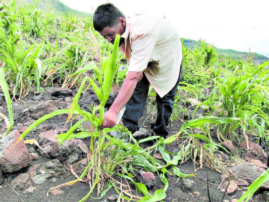 En 25 municipios del sur se perdieron cosechas