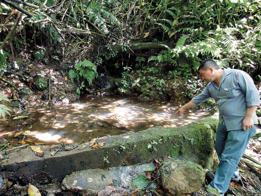 Denuncian tala ilegal en El Paraíso