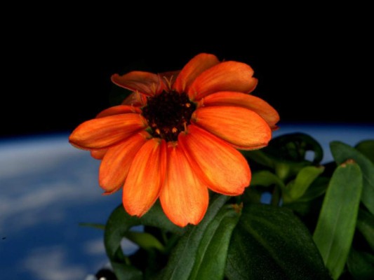 Flores en el espacio, un astronauta las cultiva en la estación ISS