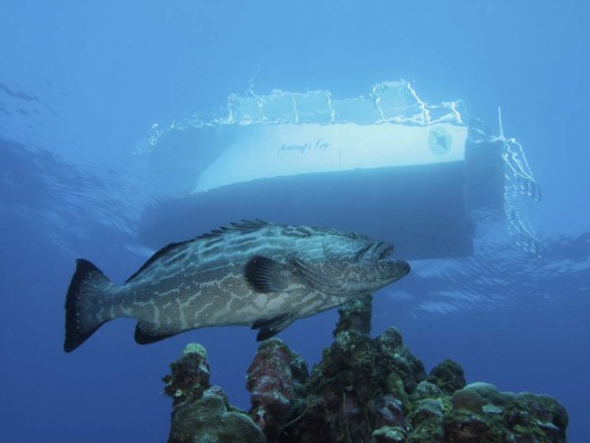 Encantos del caribe reunidos en un solo lugar: Roatán