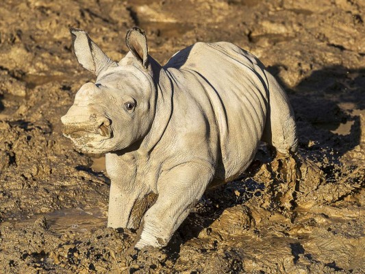 Future es la rinoceronta blanca del sur número 100 en nacer en el zoológico, y la segunda concebida a través de la inseminación artificial. Foto: AP