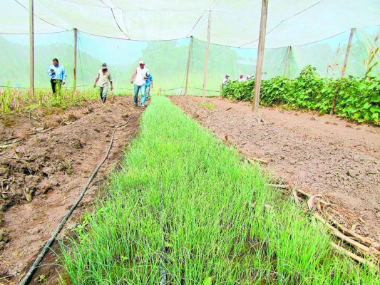 Un proyecto campesino cautiva a estudiantes de agronomía