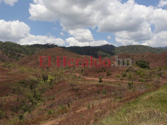 El Estado deberá comprar tierras ociosas para que puedan producir