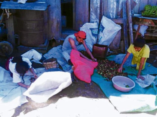 Comayagua pierde título de mayor productor de café por la roya