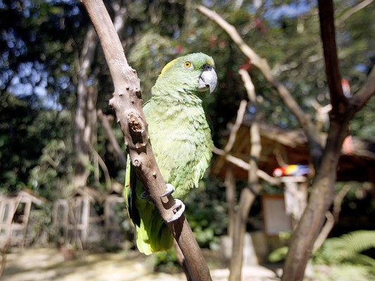 Flora y Fauna