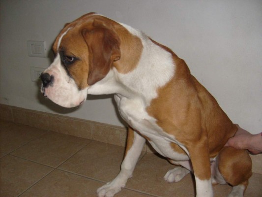 Displasia de cadera en su mascota ¿Qué hacer?