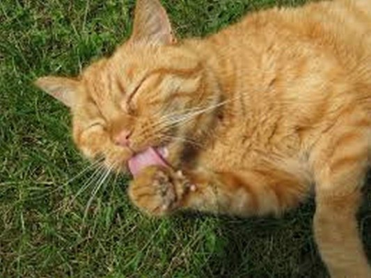 ¿Cómo los gatos utilizan su lengua para mojar su pelaje?