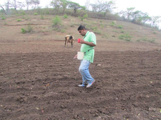 Honduras: 35 mil productores se alistan para las siembras de primera