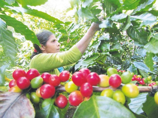 En un mes estaría el crédito para productores de café