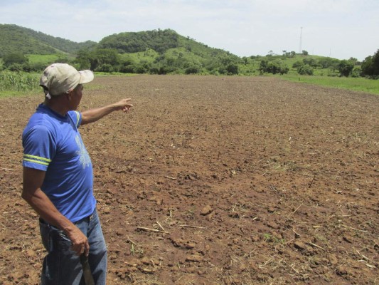 Plagas y sequía afectan cultivos de granos básicos