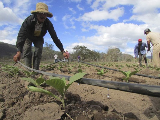Sector agrícola acapara mayoría de plazas laborales en El Paraíso