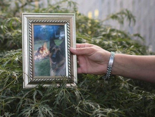 Muere el primer perro que dio positivo en prueba de covid-19 en EEUU&nbsp;