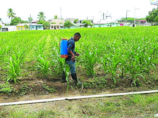Granja penal de Comayagua reactiva rubros de producción