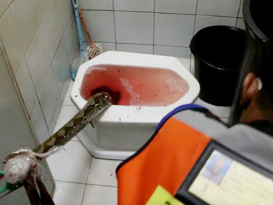 Hombre es atacado por serpiente en sus partes íntimas