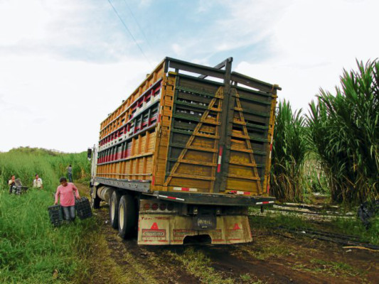 Cultivos de tomate acaparan parcelas donde se producían granos básicos
