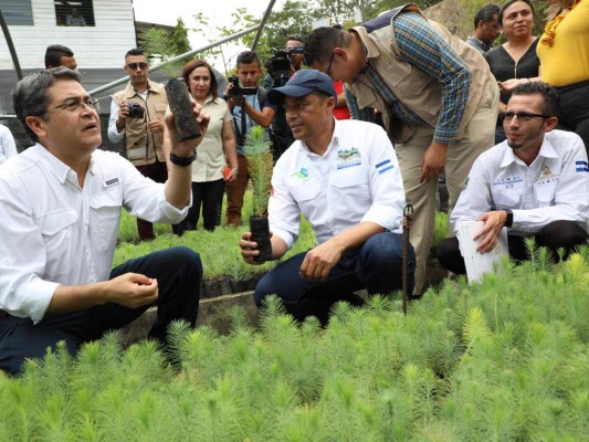Listas plantas para reforestar área afectada por el gorgojo en Honduras
