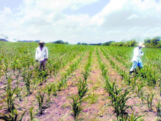 Producción de granos disminuirá en 50 por ciento