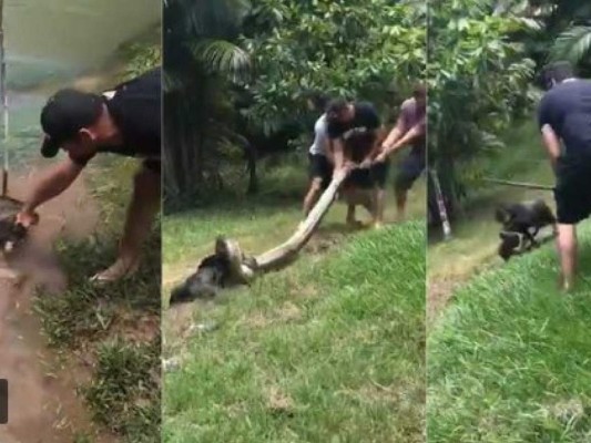 Hombres salvan a un perro de ser devorado por un pitón