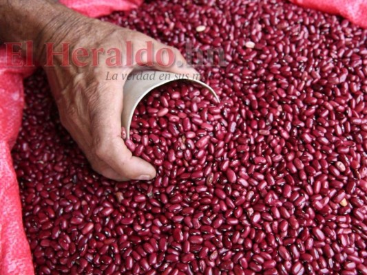 Se reportan disminuciones en los precios del maíz y el frijol en los mercados de Honduras