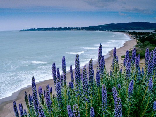 Conozca los estados donde viven más hondureños en Estados Unidos