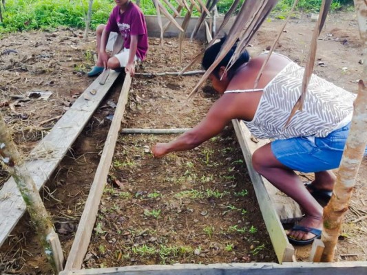 Productores misquitos reciben respaldo tras el azote de huracanes