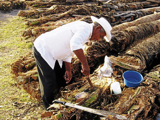 Se extingue el vino de coyol en el oriente de Honduras