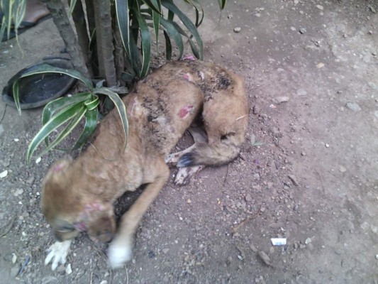 Demente le prende fuego a perro y casi provoca tragedia en Catacamas