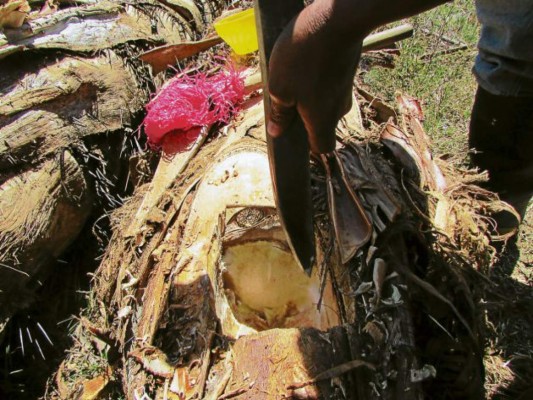 Vecinos de Danlí retoman producción del vino de coyol
