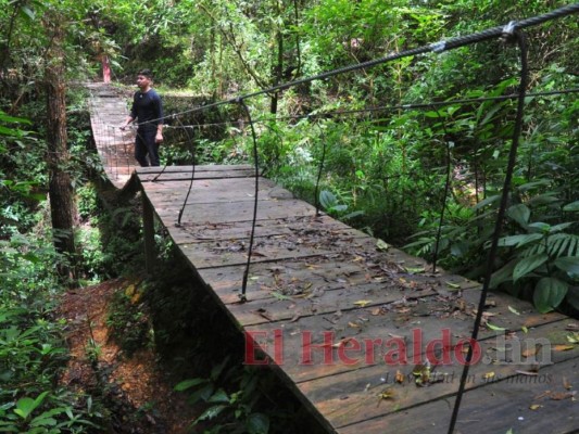 Los incendios y la urbanización ponen en riesgo al bosque