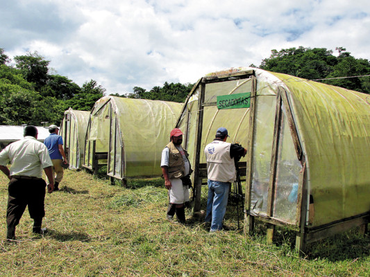 Plantaciones de café contribuyen a parar deforestación en biósfera