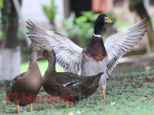 La nobleza de los animales al servicio de la salud de los hondureños