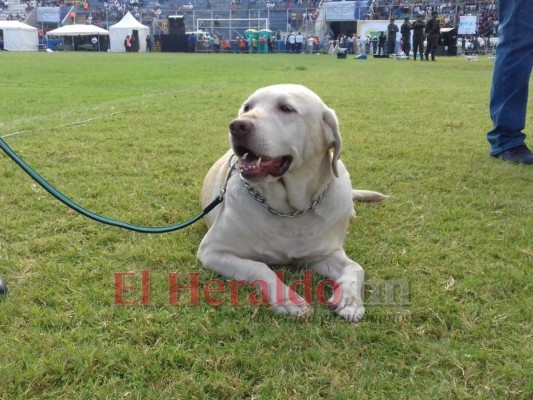Zoe, Carol y Max, los perros antibombas que resguardan los desfiles