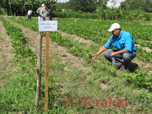 Pronostican baja producción en las cosechas de primera en Honduras