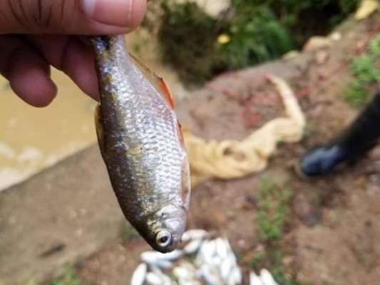 Yoro: Por primera vez la esperada lluvia de peces cae en septiembre&nbsp;&nbsp;