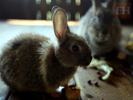 20 fotos de animales en el zoológico de Tegucigalpa que te cambiarán el día