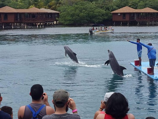 Delfines, una saludable compañía