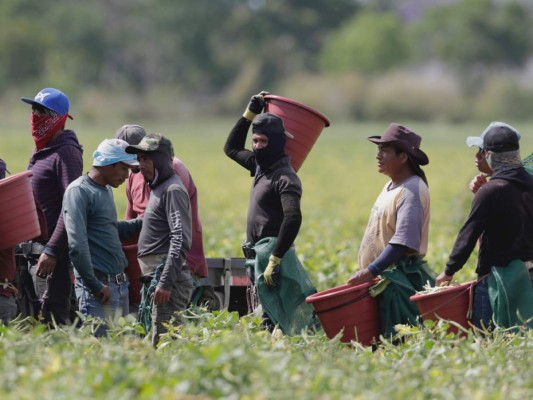 Migrantes que son trabajadores agrícolas de EEUU no son inmunizados