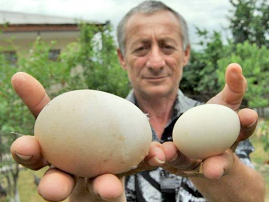 Pone huevo de 245 gr