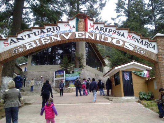 Un vuelo de color inigualable brindan las mariposas monarca
