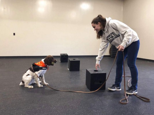 Abren licenciatura para entrenar perros en Nueva York&nbsp;