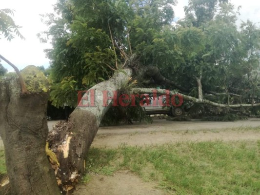 Enorme árbol cae sobre un bus y un pick up en Danlí&nbsp;&nbsp;