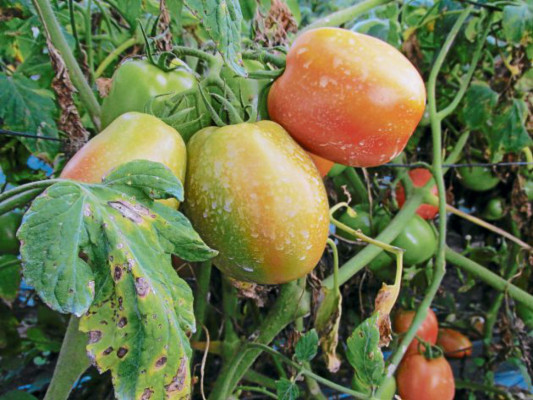Cultivos de tomate acaparan parcelas donde se producían granos básicos