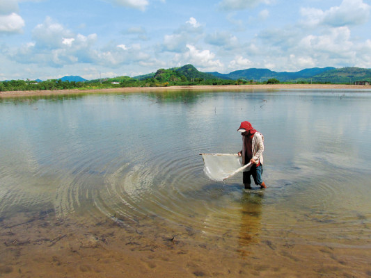 Industria del camarón recupera su poderío en el sur de Honduras