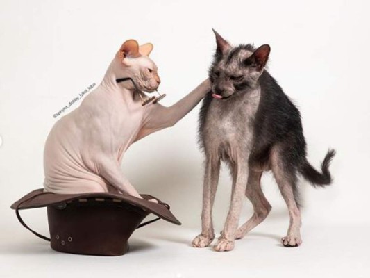 Lobo, el exótico gato que impresiona con su aspecto